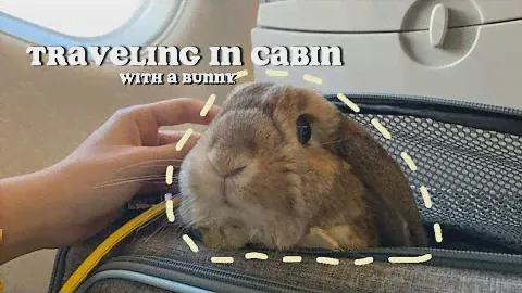 Traveling with rabbit in cabin | Dallas to Warsaw with Finnair #travel #pets