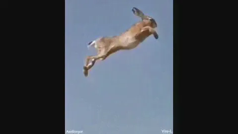 The Flying Rabbit