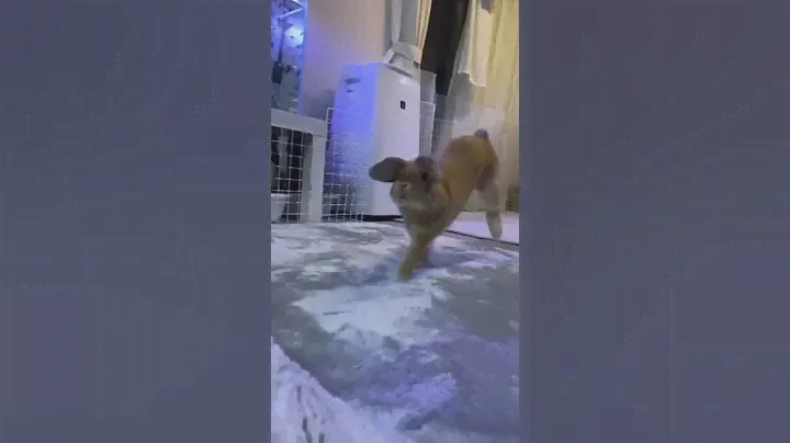 Flying Rabbit Tiktok mochichimochi1